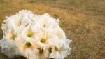 White Flowers On Lawn Stock Photo