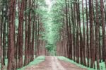 Beauty Of Pine Garden Stock Photo