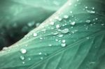 Close Up Of Water Drop On Green Leaf Tree Stock Photo