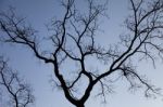 Tree Branch In Winter Stock Photo