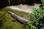 Fuengirola, Andalucia/spain - July 4 : Tomistoma (tomistoma Schl Stock Photo