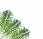 Palm Leaf Isolated On White Background Stock Photo