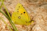 Clouded Yellow (colias Croceus) Butterfly Insect Stock Photo