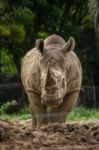 Rhino And Nature Stock Photo