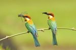 Chestnut-headed Bee-eater Stock Photo