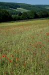 A Field Of Poppies In Kent Stock Photo