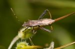 Camptopus Lateralis Bug Stock Photo