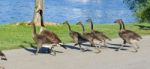 The Young Cackling Geese Are Running Fast To The Water Stock Photo