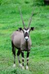 Gemsbok Stock Photo