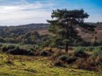 Scenic View Of The Ashdown Forest In Sussex Stock Photo