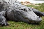 Lazy Croc Stock Photo