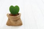 Green Heart Plant On Wood Background Stock Photo