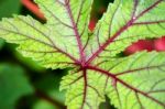 Closeup Texture On Leaf Stock Photo