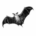 Flying Bat Stock Photo