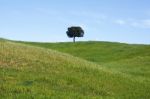 Lonely Tree Stock Photo