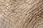 Elephant Skin Stock Photo