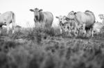 Country Cows Stock Photo