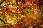 Japanese Red Maple Leaves. Autumn Fall Season Color Stock Photo