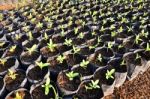 Young Seedlings In Small Pots Stock Photo