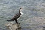 Pied Cormorant (phalacrocorax Varius) Stock Photo