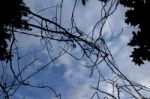 Dried Tree Branches With Blue Sky In The Background Stock Photo