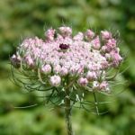 Wild Carrot (daucus Carota) In Sardinia Stock Photo