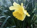 Narcissus In The Garden Stock Photo