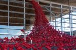 Cardiff/uk - August 27 : Poppies Pouring Out Of The Welsh Assemb Stock Photo