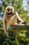 Lar Gibbon (hylobates Lar) Monkey On A Zoo Stock Photo