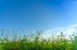 Landscape Of Grass And Flower With Blue Sky Stock Photo