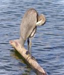 Photo Of A Great Blue Heron Cleaning Feathers Stock Photo