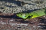 Big Green Lizard Stock Photo