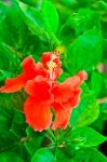 Beautiful Red Hawaiian Hibiscus Flower Stock Photo