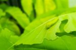 Macro Close Up Caterpillar, Green Worm On Eaten Green Leaf Stock Photo