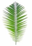 Palm Leaf Isolated On White Background Stock Photo