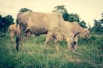 Herd Of Cows In Farmland,countryside Of Thailand Stock Photo