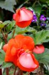 An Orange Begonia Flowers At Butchart Gardens Stock Photo