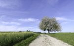 A Countryside Lane  Stock Photo