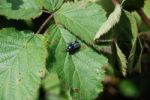 Blubottle Fly Stock Photo