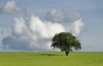 Solitary Tree Stock Photo