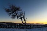 Lone Tree In Winter Stock Photo