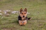 Small Dog On The Mountain Stock Photo