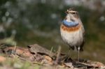 Bluethroat Stock Photo