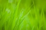 Green Grass Stock Photo