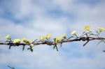 
Thousands Of Yellow Flowers On Old Rusty Barbed Wire Stock Photo