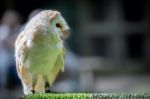 Barn Owl (tyto Alba) Stock Photo