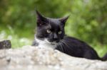 Black And White Domestic Cat Stock Photo