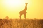 Giraffe Silhouette - African Wildlife - Shine Of Life And Color Stock Photo