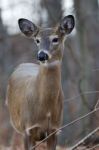 Beautiful Image With The Cute Thoughtful Deer Stock Photo