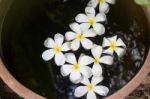 Plumeria Flowers In Garden Water Bowl Stock Photo